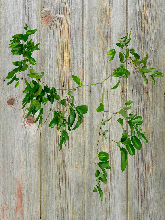 SMILAX   GREENS